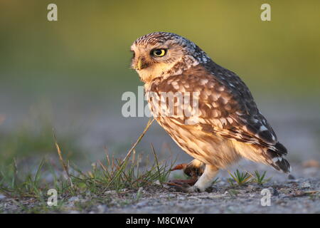 Steenuil met een worm; Little Owl with a worm Stock Photo