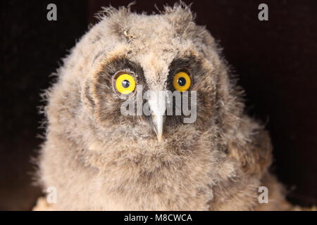 Ransuil jong zittend; Long-eared Owl juvenile perched Stock Photo