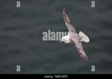 Noordse Stormvogel in vlucht, Northern Fulmar in flight Stock Photo