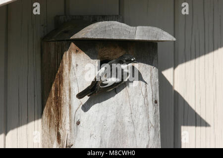 European Pied Flycatcher adult male at breeding box; Bonte Vliegenvanger volwassen man bij nestkast Stock Photo