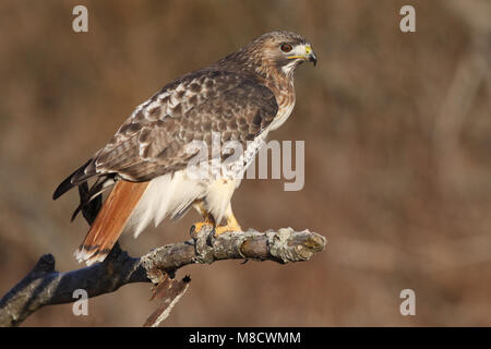 Roodstaartbuizerd landend op de grond; Red-tailed Hawk landing on the ground Stock Photo