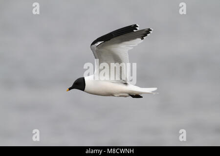 Vorkstaartmeeuw adult vliegend;; Sabines Gull adult flying Stock Photo