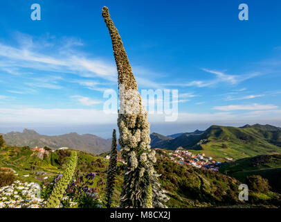 Arrebol tajinaste(Echium simplex), endemic plant, Mirador de Jardina, Tenerife Island, Canary Islands, Spain Stock Photo