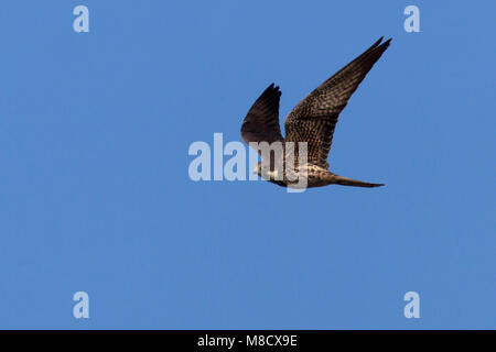 Eleonaras Valk onvolwassen in vlucht; Eleonoras Falcon immature in flight Stock Photo