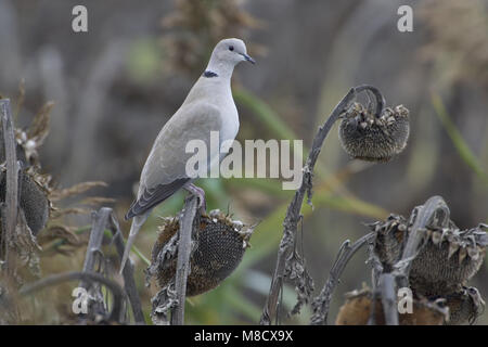 Eurasian Collared Dove perched; Turkse Tortel zittend op zonnebloem Stock Photo