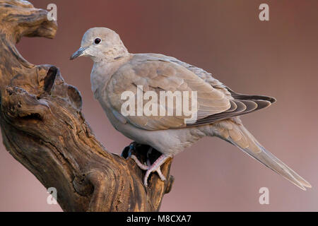 Onvolwassen Turkse Tortel zittend op tak, Immature Eurasian Collared Dove perched on branch Stock Photo