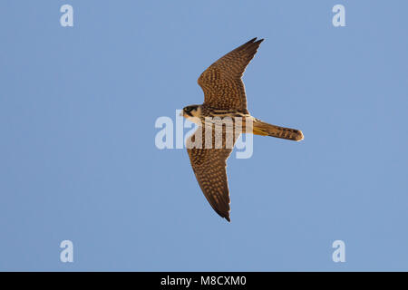 Eurasian Hobby flying; Boomvalk vliegend Stock Photo - Alamy