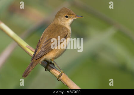 Kleine Karekiet zittend op twijg; Eurasian Reed Warbler perched on a ...