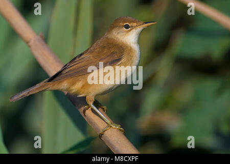 Kleine Karekiet zittend op twijg; Eurasian Reed Warbler perched on a twig Stock Photo