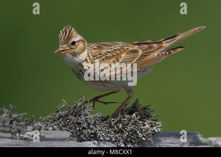 Veldleeuwerik; Eurasian Skylark Stock Photo