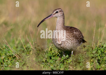 Regenwulp in nat habitat; Eurasian Whimbrel in wet terrain Stock Photo