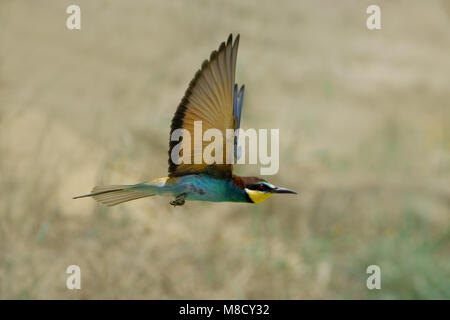 European Bee-eater flying; Bijeneter vliegend Stock Photo - Alamy