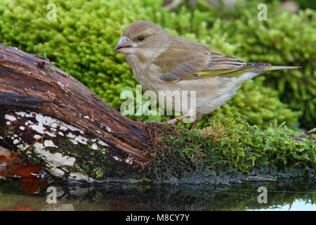 Vrouwtje Groenling; Female European Greenfinch Stock Photo