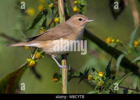 Tuinfluiter op takje; Garden Warbler on twig Stock Photo