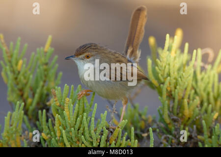 Gestreepte Prinia op een takje; Graceful Prina perched on a twig Stock Photo