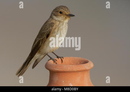 Volwassen Grauwe Vliegenvanger op uitkijk; Adult Spotted Flycatcher on look out Stock Photo