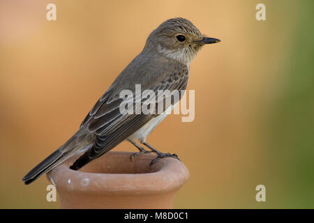 Volwassen Grauwe Vliegenvanger op uitkijk; Adult Spotted Flycatcher on look out Stock Photo