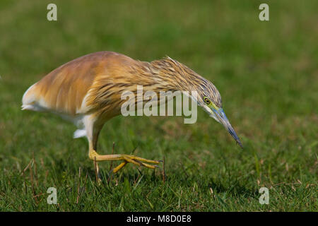 Foeragerende Ralreiger; Foraging Squacco Heron Stock Photo