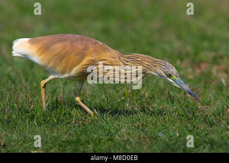 Foeragerende Ralreiger; Foraging Squacco Heron Stock Photo