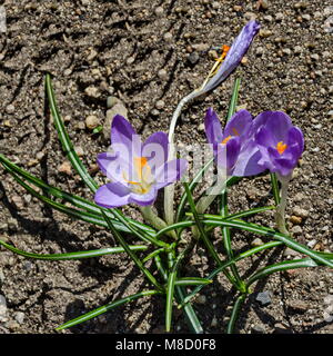 Art beautiful spring, purple, crocus flowers in the garden, Sofia, Bulgaria Stock Photo