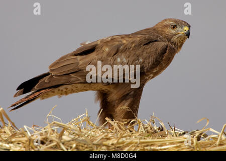 Steppebuizerd in zit; Steppe Buzzard perched Stock Photo