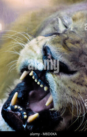 Angry lion (Panthera leo) showing canines on a close up photo Stock Photo