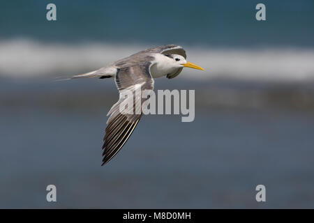 Grote Kuifstern in vlucht; Swift Tern in flight Stock Photo