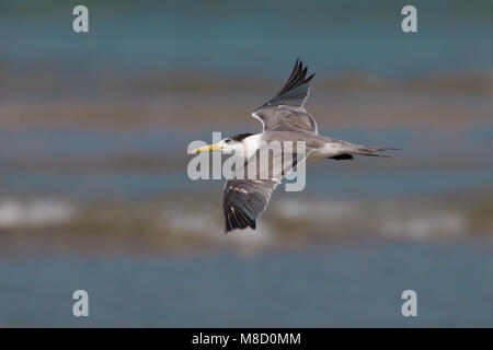 Grote Kuifstern in vlucht; Swift Tern in flight Stock Photo