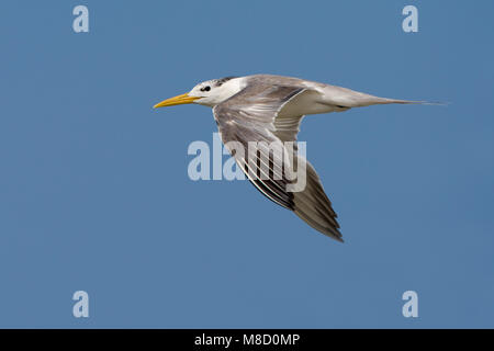 Grote Kuifstern in vlucht; Swift Tern in flight Stock Photo