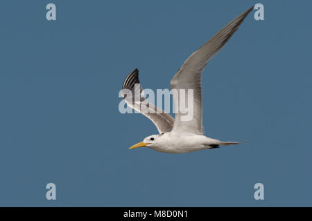 Grote Kuifstern in vlucht; Swift Tern in flight Stock Photo