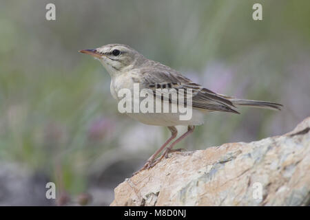 Tawny Pipit perched; Duinpieper zittend Stock Photo