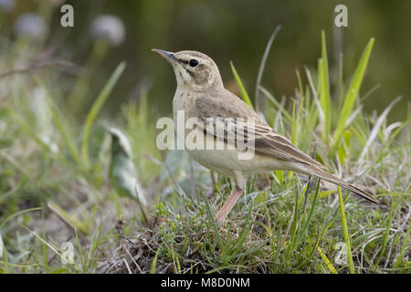 Tawny Pipit perched; Duinpieper zittend Stock Photo