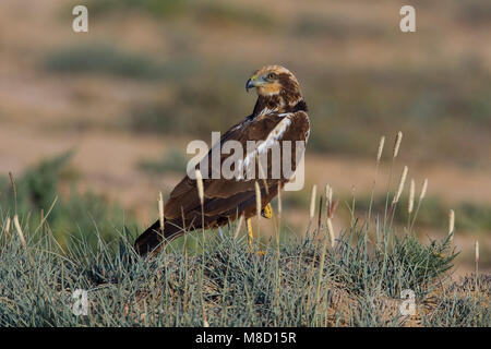 Onvolwassen mannetje Bruine Kiekendief; Immature male Western Marsh Harrier Stock Photo