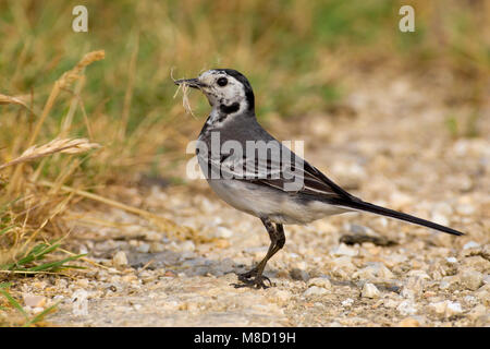 Witte Kwikstaart; White Wagtail Stock Photo