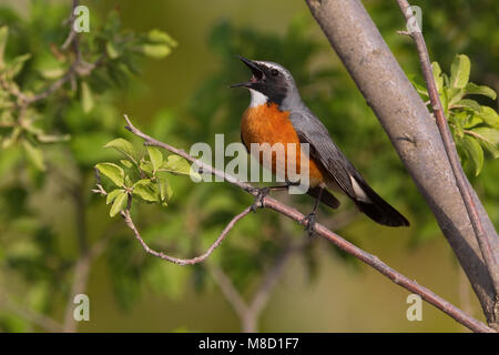 Perzische Roodborst zingend op tak; White-throated Robin singing on branch Stock Photo
