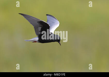 Volwassen Witvleugelstern in zomerkleed in de vlucht; Adult summer White-winged Tern in flight Stock Photo