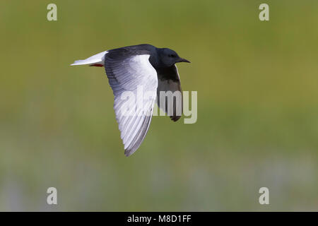 Volwassen Witvleugelstern in zomerkleed in de vlucht; Adult summer White-winged Tern in flight Stock Photo