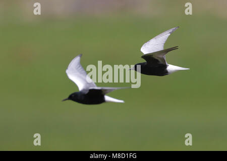 Volwassen Witvleugelstern in zomerkleed in de vlucht; Adult summer White-winged Tern in flight Stock Photo