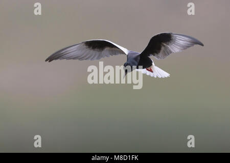 Volwassen Witvleugelstern in zomerkleed in de vlucht; Adult summer White-winged Tern in flight Stock Photo