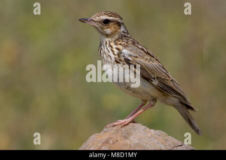 Wood Lark standing on rock; Boomleeuwerik staand op een steen Stock Photo