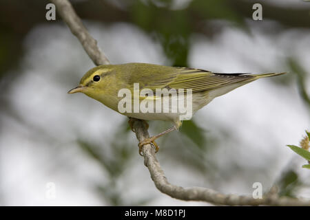 Wood Warbler perched, Fluiter zittend Stock Photo
