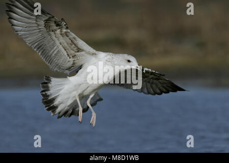Yellow-legged Gull landing; Geelpootmeeuw landend Stock Photo
