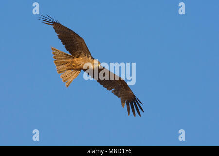 Geelsnavelwouw in de vlucht; Yellow-billed Kite in flight Stock Photo