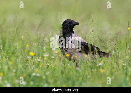 Bonte Kraai; Hooded Crow Stock Photo