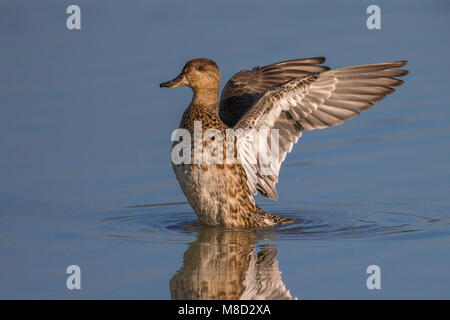 Vrouwtje Wintertaling; Eurasian Teal female Stock Photo