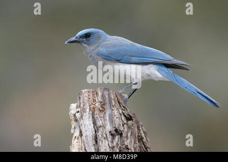 Adult Pima Co., AZ April 2009 Stock Photo