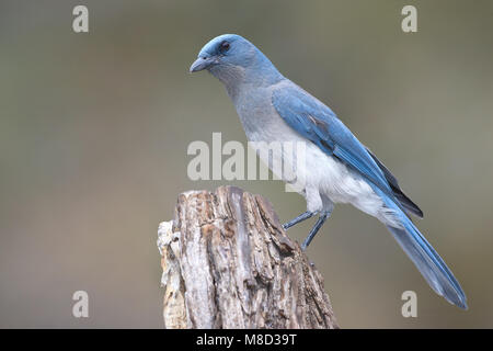 Adult Pima Co., AZ April 2009 Stock Photo