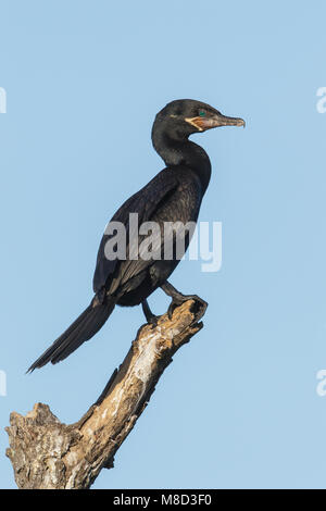 Adult breeding Galveston Co., TX April 2012 Stock Photo