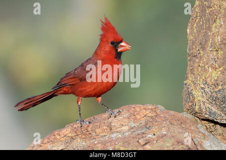 Cappa magna for cardinal hi-res stock photography and images - Alamy