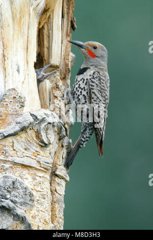Mannetje Goudspecht met jong, Male Northern Flicker red-shafted morph with jong Stock Photo